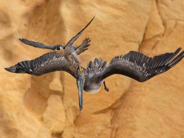 Peregrine Falcon photo wins Bird Photographer of the Year 2023