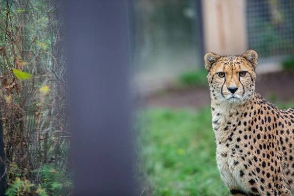 Kvůli covidu přišly zoo o desítky milionů korun. Lidé je podrželi