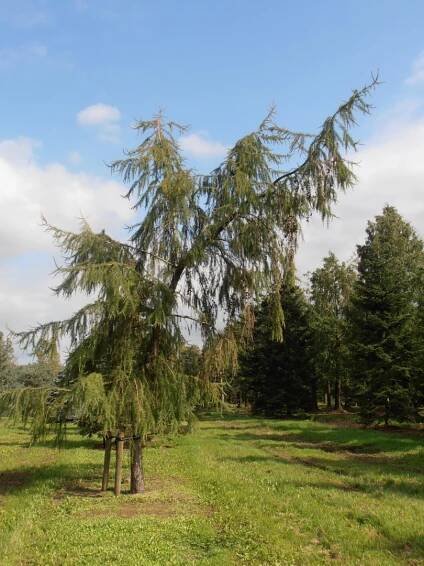 Larix decidua 'Pendula'