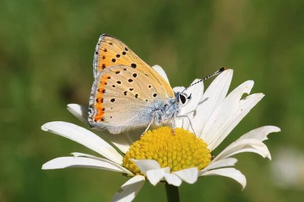 Lycaena alciphron