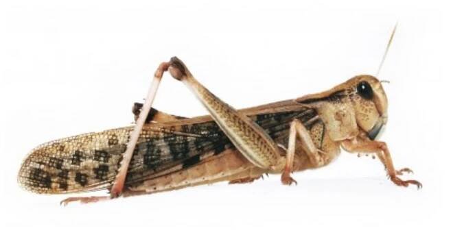 Saranče stěhovavá (Locusta migratoria)
