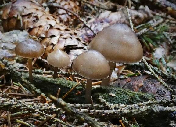Májovka, sírovec, kovář a ejhle jedovka. Jarní houbaření nabízí slasti i strasti