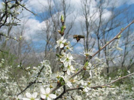 bee with pollen on Prunus spinosa