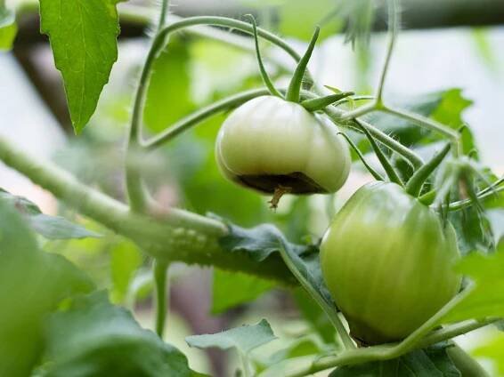 Tomato blossom end rot: how to prevent this problem from ruining your crop