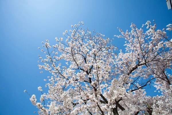 Sakura of Japan