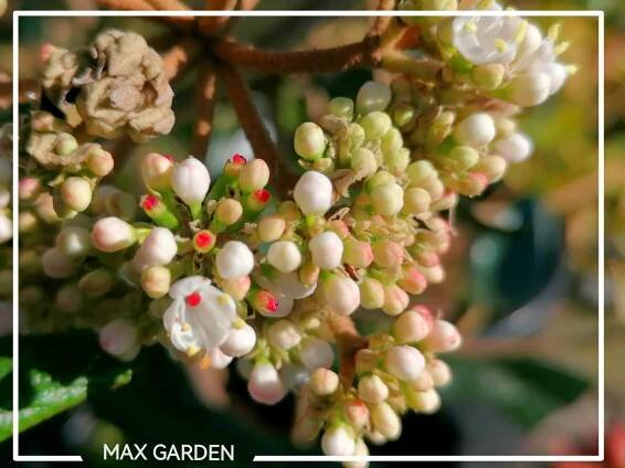 Kalina - Viburnum pragense - 60/80cm