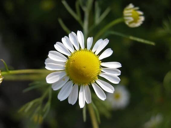 Matricaria chamomilla L. - Portale della Flora d'Italia / Portal to the Flora of Italy