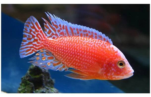 Aulonocara sp. Rubin Red - Tlamovec aulonocara Rubin Red