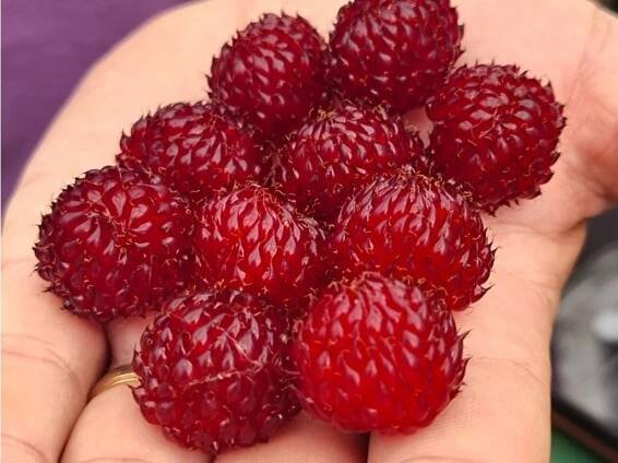 MALINÍK 'RASPBERRY TOWER'® konzumní zralost: červen - srpen - Ovocná školka Bojkovice