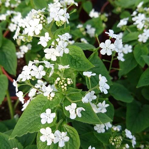 Brunera velkolistá BETTY BOWRING Brunnera Bílé květy Sazenice 1L Číslo pasu (část C) 10955/1/20