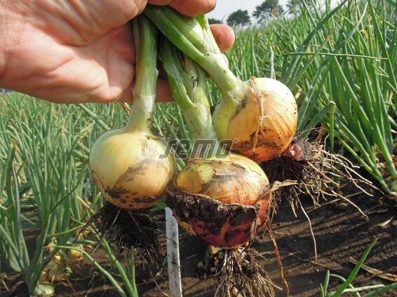 PROFI, Zelenina TAKII - Cibule kuchyňská Medusa F1, p0545