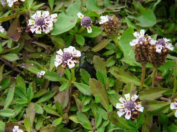 Lippia - Phyla nodiflora