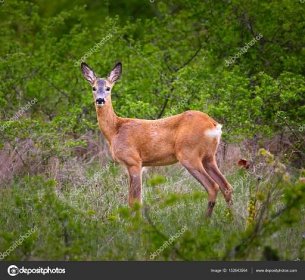 Roe jelen v lese — Stock Fotografie © Xalanx #152643564