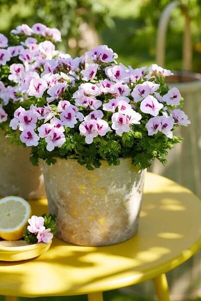Inspiration Regal Geranium | Pelargonium Grandiflorum