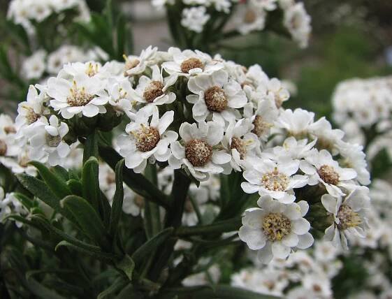 Ixodia (plant)