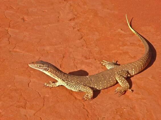 Lepidosauria