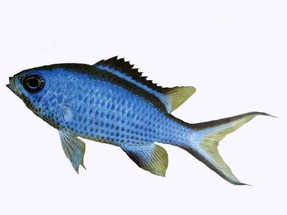 Saltwater Aquarium Set Up healthy saltwater marine life