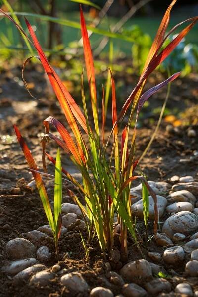 Imperata válcovitá (Imperata cylindrica 'Red Baron')