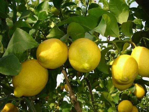 Citroník 'Siracusano'