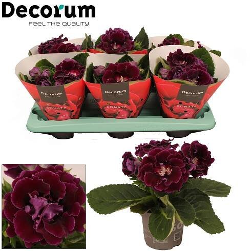 Gloxinia Sonata lila - Lilac