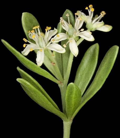 Nitrariaceae