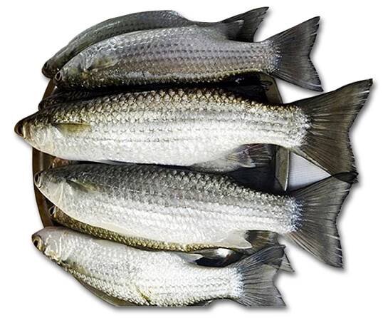 BATA FISH 1KG (OFFER)