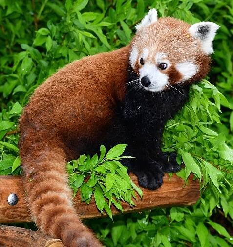 Roztomilost sama! V Zoo Plzeň se po 13 letech narodila panda