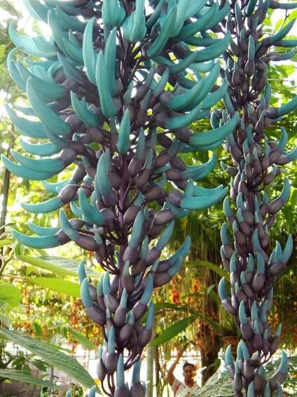 Strongylodon macrobotrys