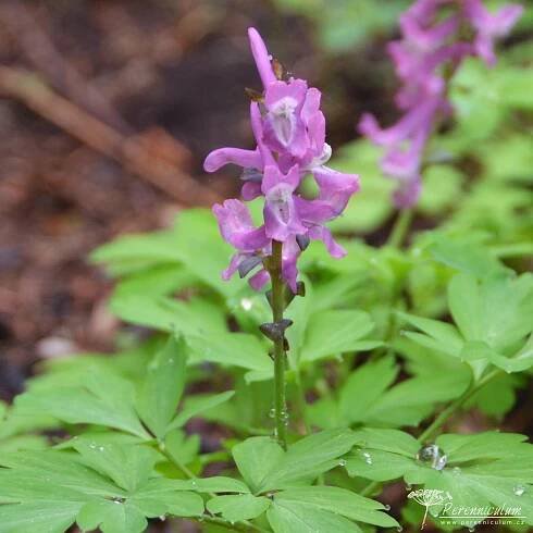 Corydalis cava