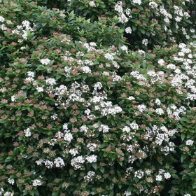 Buy laurustinus Viburnum tinus 'Eve Price': Delivery by Waitrose Garden 