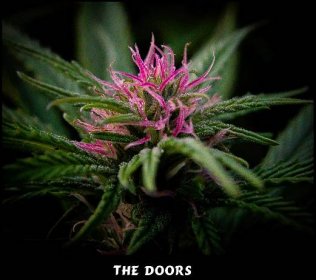 Konopná semínka The Doors 18semien regulérních semen Mr.. Nice Growshop