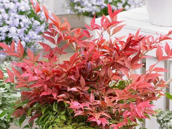 nandina