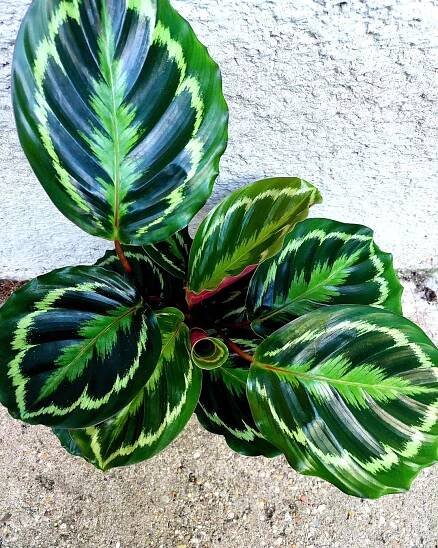 Calathea Medallion
