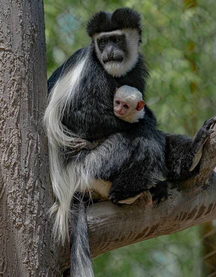 Andrew Jalowayski | Photography + Multimedia Artwork - Hogle Zoo