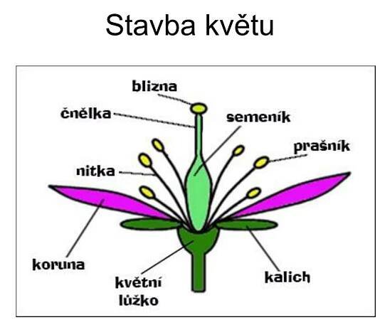 PPT - Rostliny - opakování PowerPoint Presentation, free download - ID:3623492