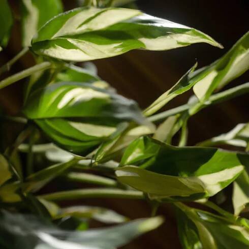 How to Propagate Chinese Evergreen