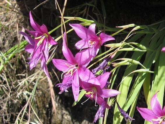 Hesperantha scopulosa
