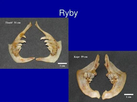 PPT - Ryby PowerPoint Presentation, free download - ID:6152796