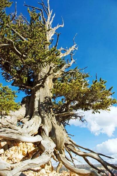 Bristlecone pine