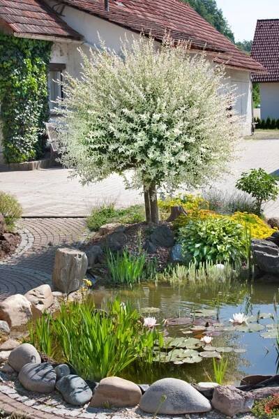 Salix integra ´Hakuro Nishiki´ , Vrba japonská, 120 cm kmínek, C5