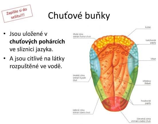 PPT - Smyslové vnímání 1.část PowerPoint Presentation, free download - ID:3540737