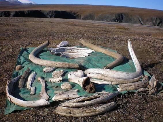 Scientists unlock new secrets from a male woolly mammoth tusk