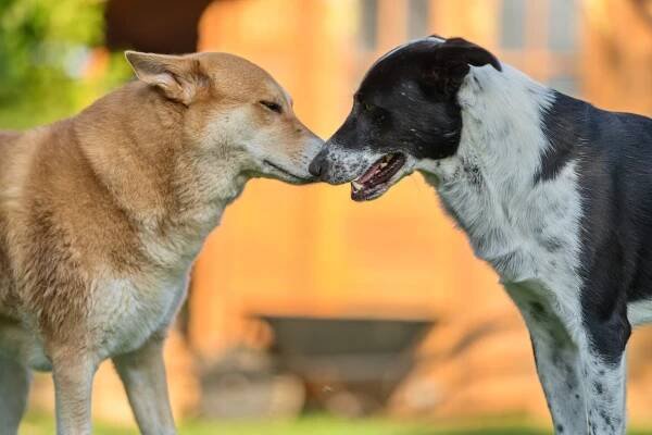FCI Canaan Dog Kennel " od Dvou cedrů" – canaan dog, kanaánský pes, od dvou cedrů, dvacedry, Izrael