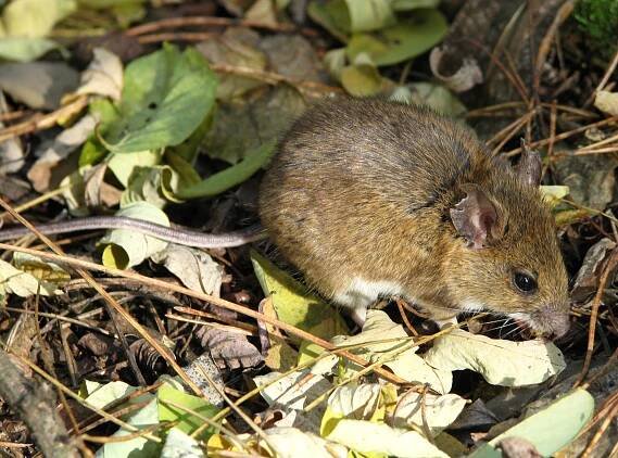 Obrázek - Apodemus flavicollis (myšice lesní) | BioLib.cz