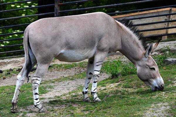 osel somálský / equus asinus somalicus