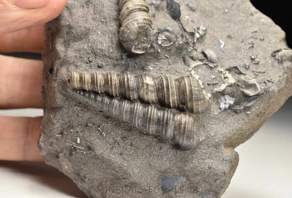 fosilní lastury - Turitella (Stylonema) mitra | minerals-fossils.cz