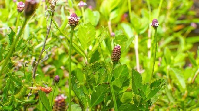 Buds of Phyla nodiflora atop long, fuzzy stems, featuring green, serrated leaves.