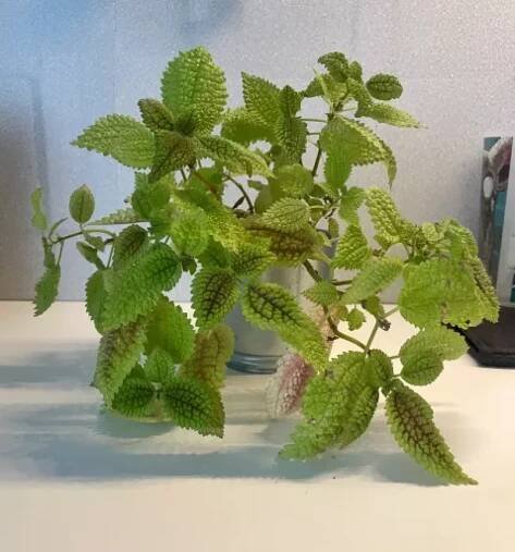Pilea Moon Valley