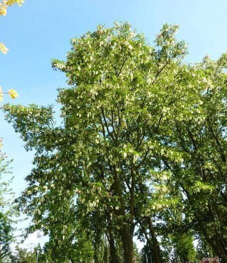 Trnovník akát - Robinia pseudoacacia