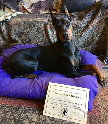 Elizabeth and Asha earned a new title! - United Doberman Club